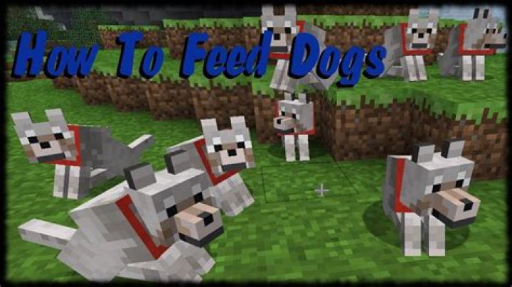 How do you feed a dog in minecraft