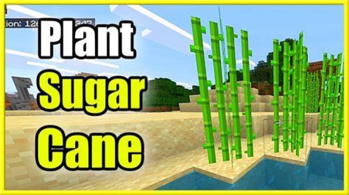 Where can you find sugar cane in minecraft